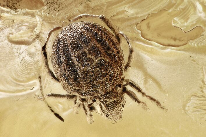 Fossil Fungus Gnat and Oribatid Mite (Plategeocranus) In Baltic Amber #339458